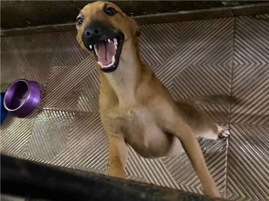 Cachorro cão para adoção Macho Médio  2 a 6 meses 