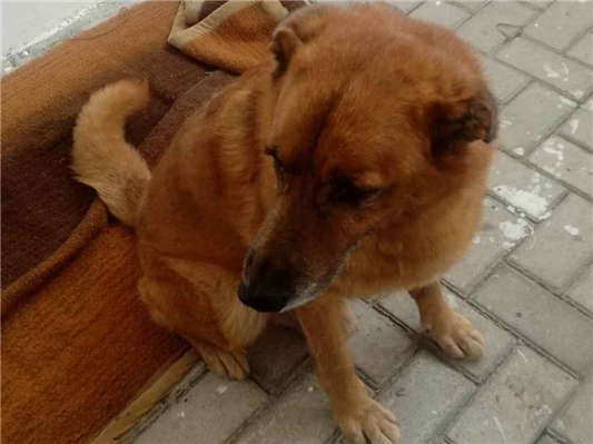 Cachorro cão para adoção Macho Médio  6 anos Acima 