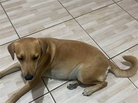 Cachorro cão para adoção Fêmea Médio  2 anos 