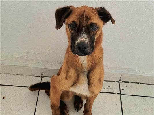 Cachorro cão para adoção Macho Médio  5 anos 