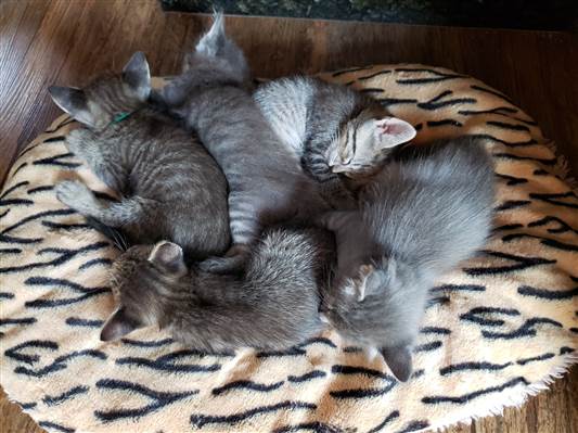 Gato para adoção Ambos Pequeno Abaixo de 2 meses