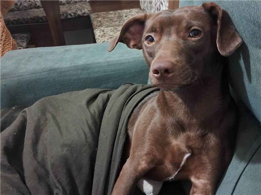Cachorro cão para adoção Fêmea Médio  3 anos 