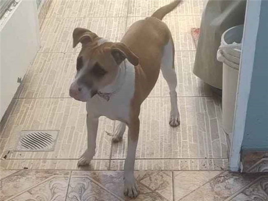 Cachorro cão para adoção Fêmea Médio  7 a 11 meses 