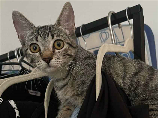 Gato para adoção Fêmea Pequeno 2 a 6 meses