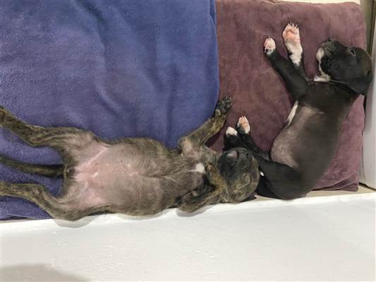 Cachorro cão para adoção Fêmea Médio  Abaixo de 2 meses 