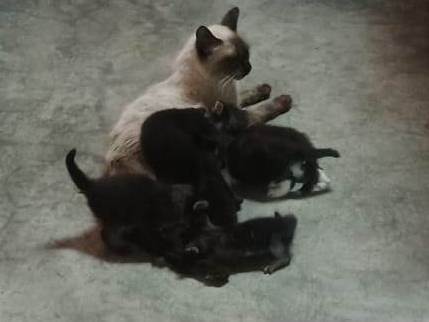 Gato para adoção Ambos Pequeno Abaixo de 2 meses