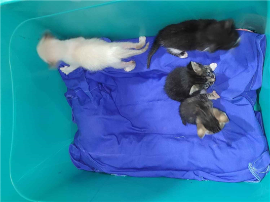 Gato para adoção Ambos Pequeno Abaixo de 2 meses