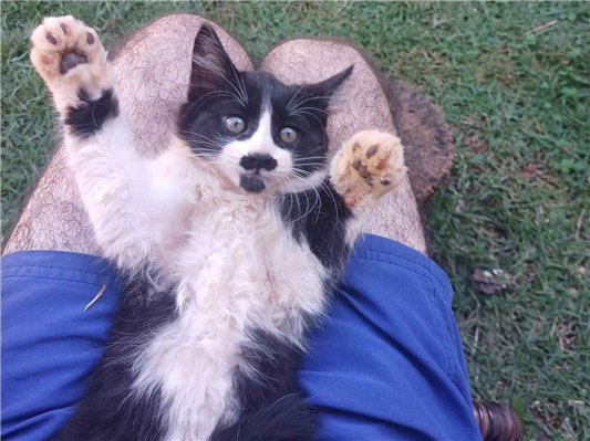 Gato para adoção Macho Pequeno 2 a 6 meses