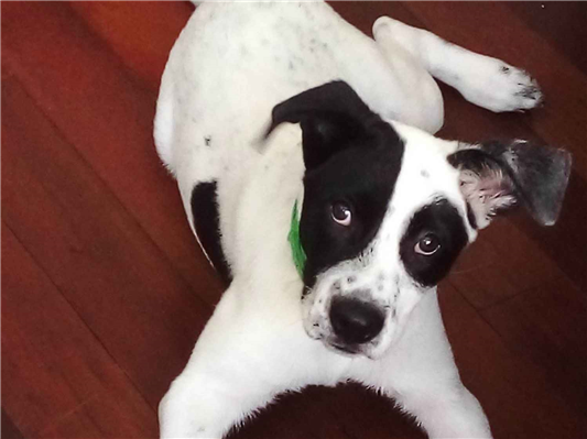 Cachorro cão para adoção Macho Médio  2 a 6 meses 