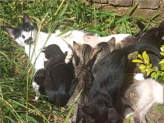Gato para adoção Ambos Médio 2 a 6 meses