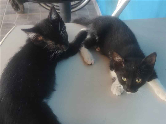 Gato para adoção Ambos Pequeno 2 a 6 meses