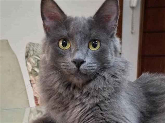 Gato Procura-Perdido Macho Médio 1 ano 