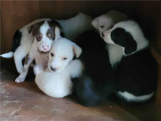Cachorro cão para adoção Ambos Pequeno Abaixo de 2 meses 