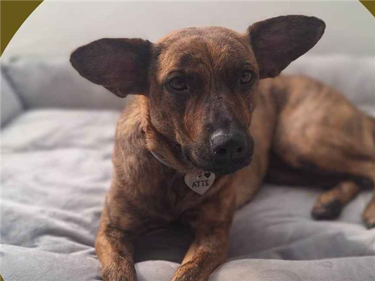 Cachorro cão para adoção Fêmea Médio  1 ano 