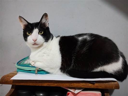 Gato para adoção Macho Grande 6 anos Acima