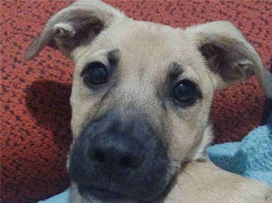 Cachorro cão para adoção Macho Médio  2 a 6 meses 