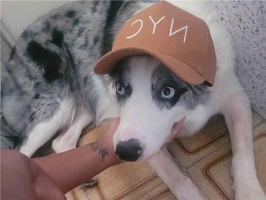 Cachorro cão para adoção Fêmea Grande 2 anos 