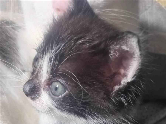 Gato para adoção Fêmea Pequeno 2 a 6 meses