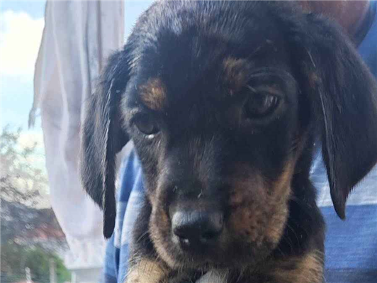 Cachorro cão para adoção Macho Médio  2 a 6 meses 
