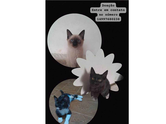 Gato para adoção Ambos Médio 2 a 6 meses