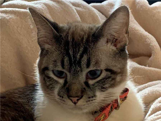 Gato para adoção Ambos Pequeno 1 ano