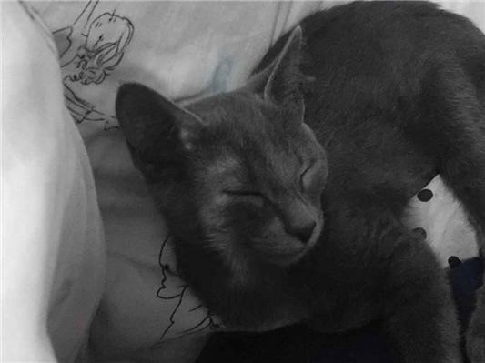 Gato - Fêmea Pequeno7 a 11 meses