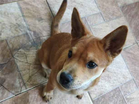 Cachorro cão para adoção Fêmea Médio  2 a 6 meses 