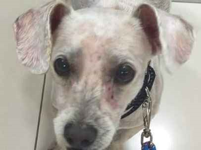 Cao - Macho Pequeno6 anos Acima