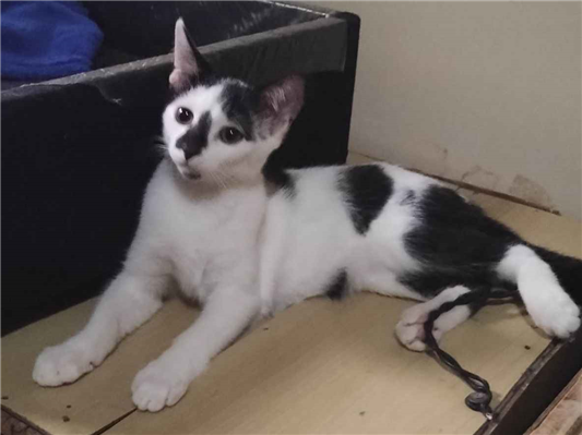 Gato para adoção Macho Pequeno 2 a 6 meses