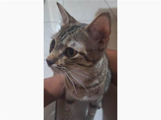 Gato para adoção Fêmea Médio 1 ano
