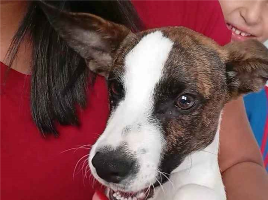 Cachorro cão para adoção Macho Médio  7 a 11 meses 