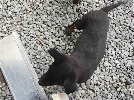 Cachorro cão para adoção Macho Pequeno 2 a 6 meses 