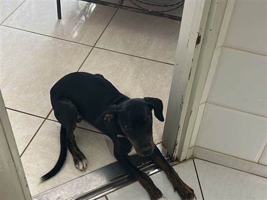 Cachorro cão para adoção Macho Grande 7 a 11 meses 
