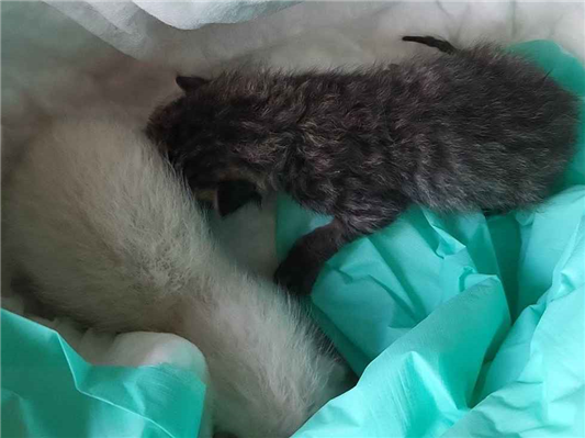 Gato para adoção Ambos Pequeno Abaixo de 2 meses