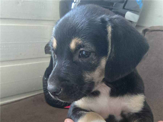 Cachorro cão para adoção Fêmea Médio  2 a 6 meses 