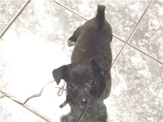Cachorro cão para adoção Macho Médio  Abaixo de 2 meses 