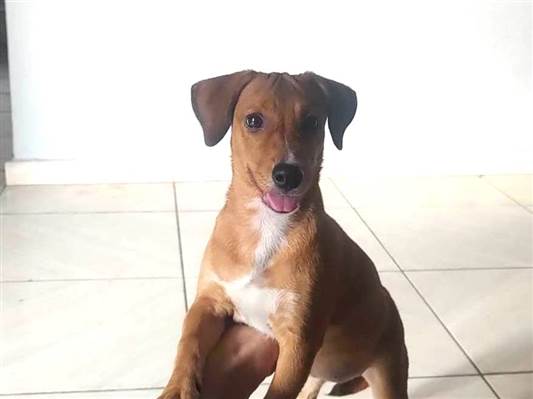 Cachorro cão para adoção Fêmea Pequeno 7 a 11 meses 