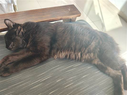 Gato para adoção Macho Médio 2 anos