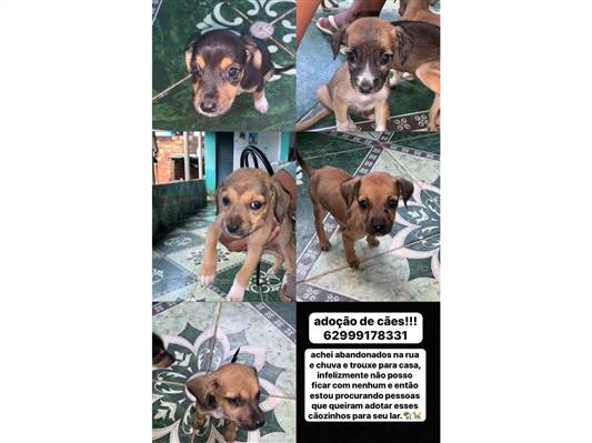 Cachorro cão para adoção Ambos Pequeno Abaixo de 2 meses 