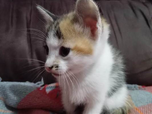 Gato para adoção Fêmea Pequeno 2 a 6 meses