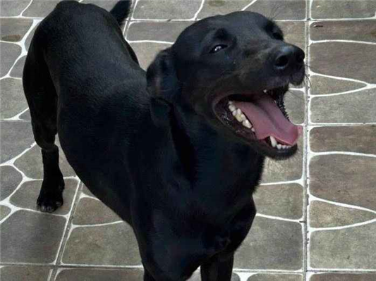 Cachorro cão para adoção Macho Médio  1 ano 
