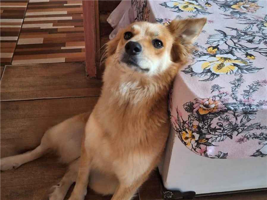 Cachorro cão para adoção Fêmea Médio  6 anos Acima 