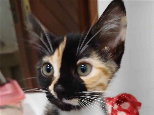 Gato para adoção Fêmea Pequeno Abaixo de 2 meses