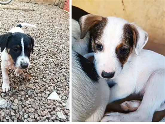 Cachorro cão para adoção Ambos Médio  Abaixo de 2 meses 