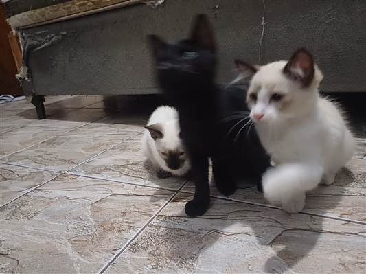 Gato para adoção Ambos Pequeno 2 a 6 meses