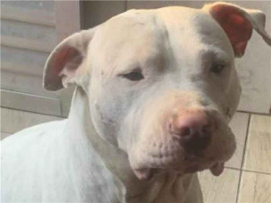 Cachorro cão para adoção Macho Médio  1 ano 