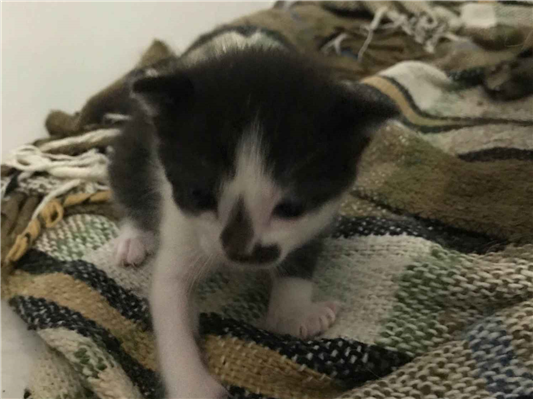 Gato para adoção Ambos Pequeno 2 a 6 meses