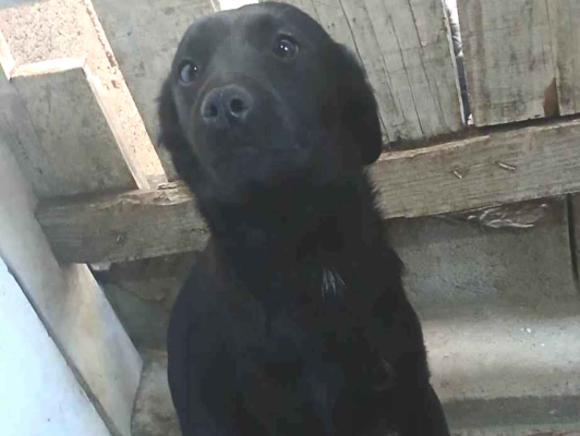 Cachorro cão para adoção Macho Pequeno 7 a 11 meses 