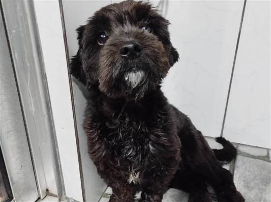 Cachorro cão para adoção Macho Pequeno 2 anos 