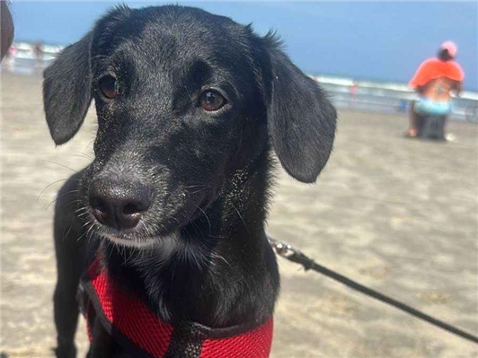 Cachorro cão para adoção Fêmea Pequeno 2 a 6 meses 